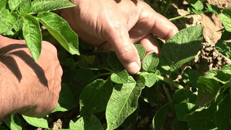 Cómo identificar y eliminar la alternaría de la patata