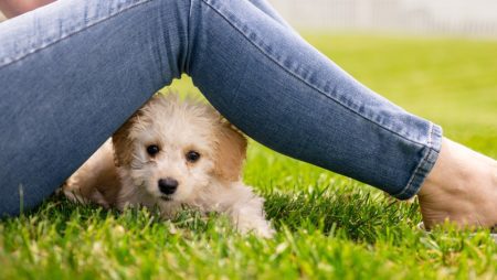 CECOGA Asesora: Primeros días de tu cachorro en casa
