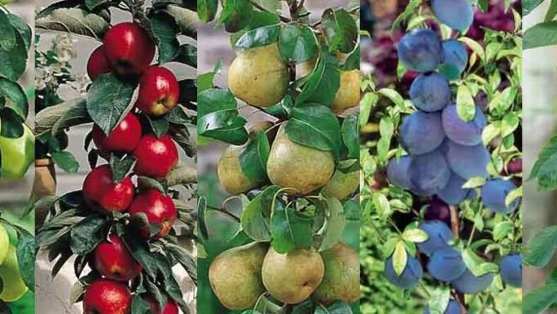 Árboles Frutales: Cuidados y lo que necesitas saber.